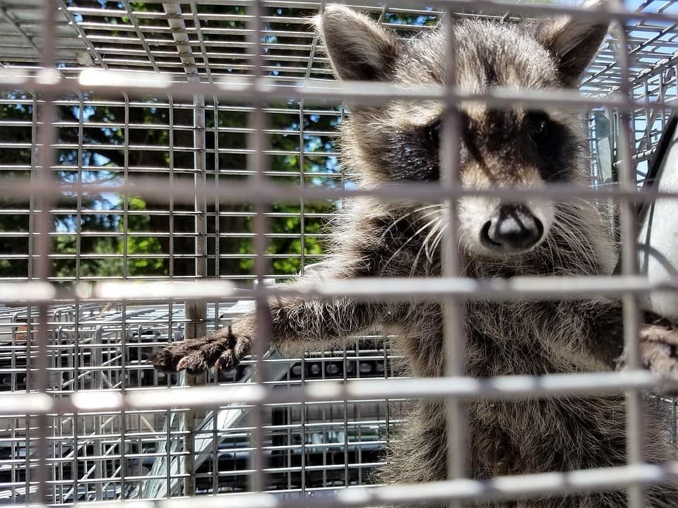 La Guardia Civil cierra un zoo ilegal en Nules con 150 animales exóticos, algunos en peligro de