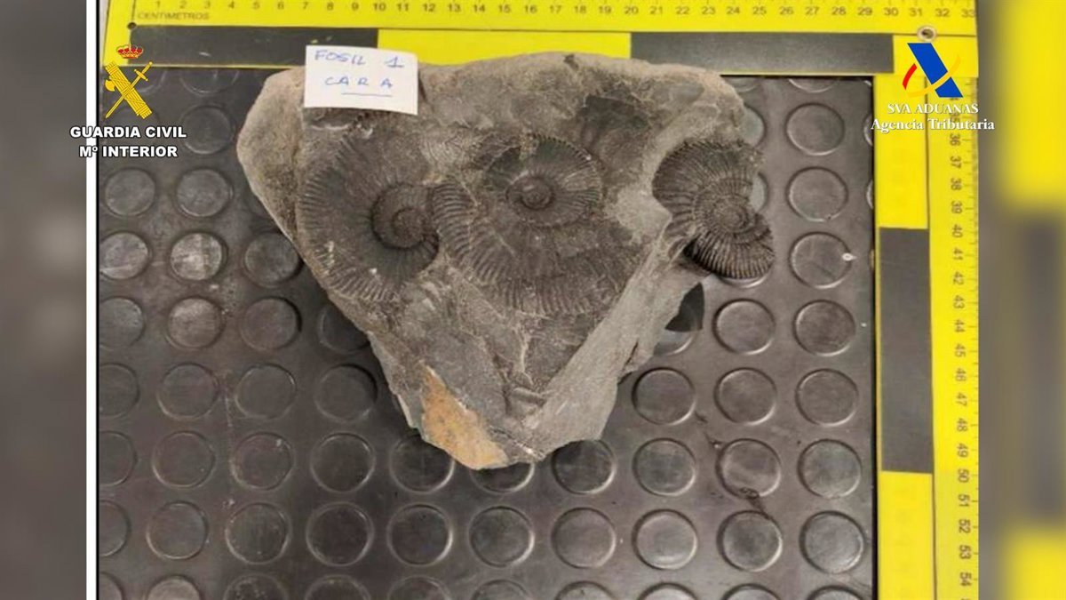 Intervención en el aeropuerto de Bilbao de bienes arqueológicos y paleontológicos de México y