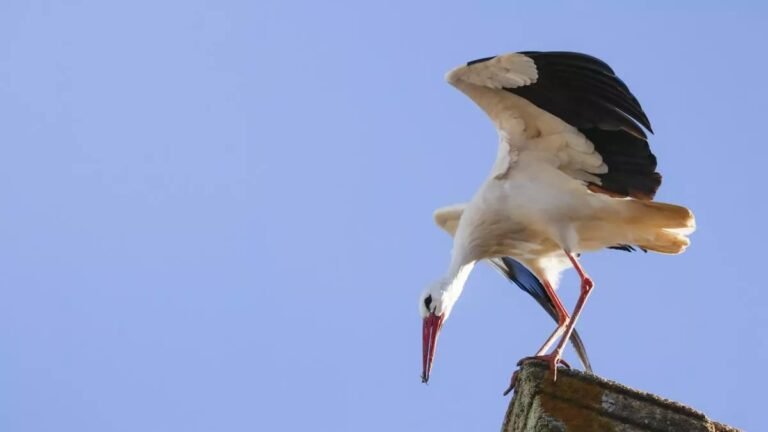 Madrid estudia un brote de gripe aviar tras la muerte masiva de cigüeñas en la región