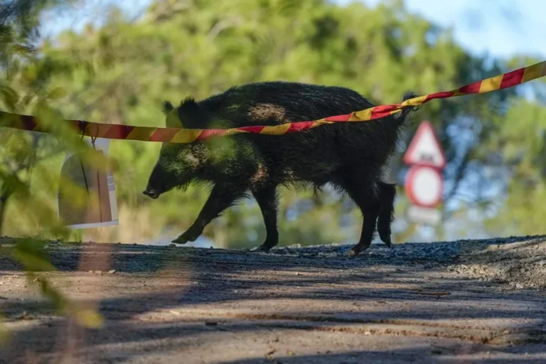 Cataluña encuentra 18 nuevos jabalíes infectados con peste porcina africana en Cerdanyola del