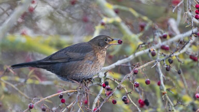 Las aves frugívoras son esenciales para la regeneración de bosques, su pérdida afecta la