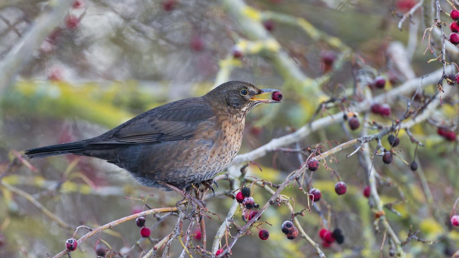 Las aves frugívoras son esenciales para la regeneración de bosques, su pérdida afecta la