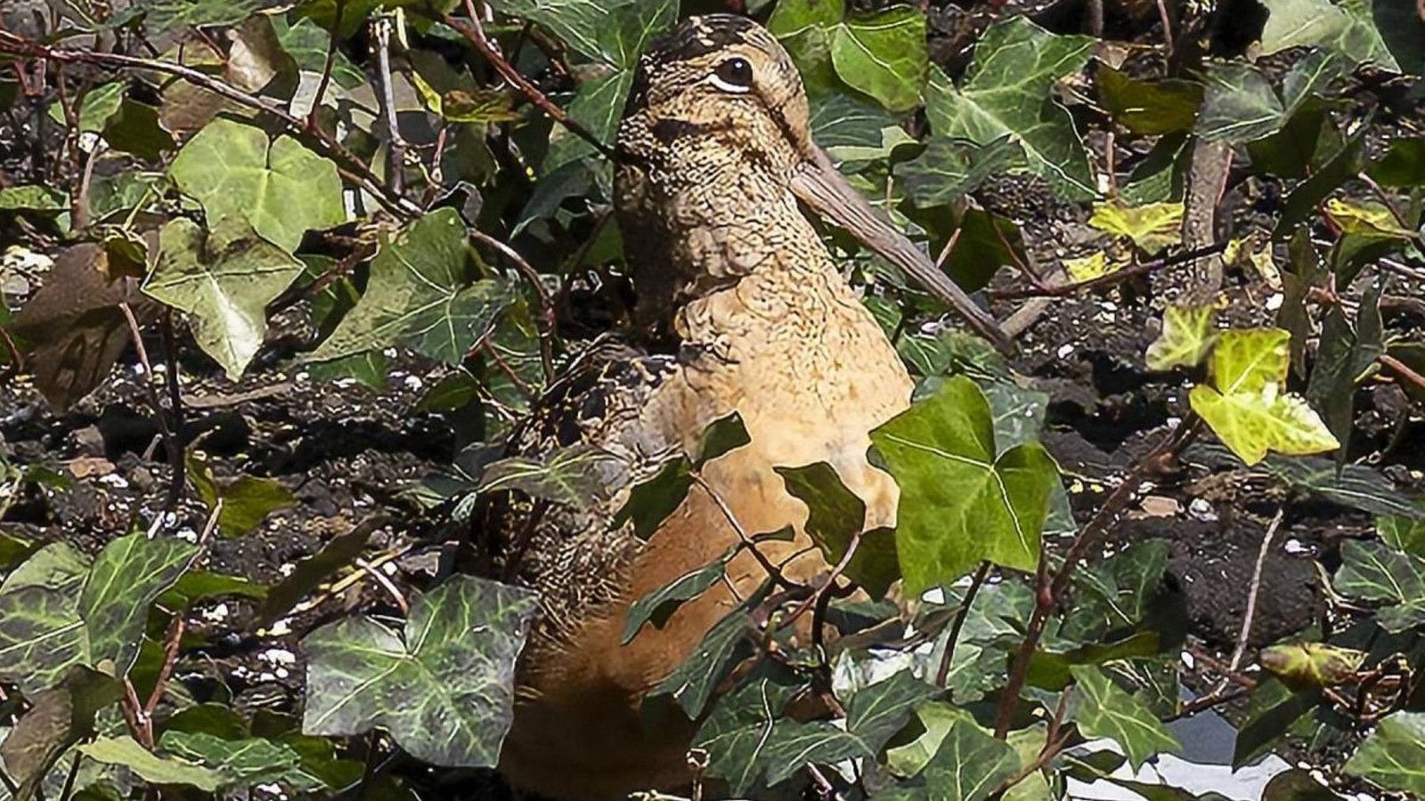 ave en nueva york genera multitudes y fenómeno global en pleno manhattan
