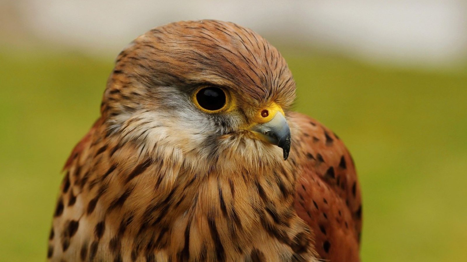 Cernícalos primilla vuelven a Daimiel tras su migración a África, confirmando la salud de la