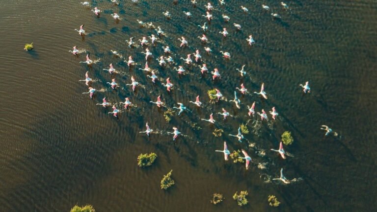Conexiones entre humedales para aves migratorias: España respalda la Declaración del Pantanal