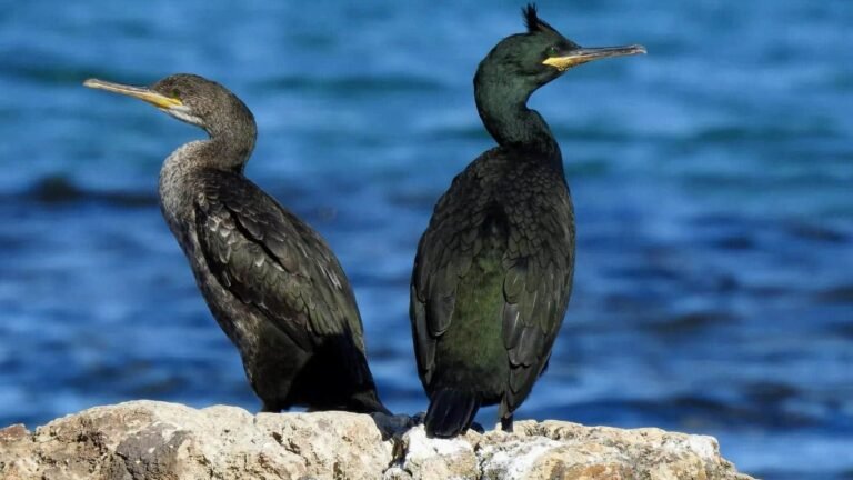 Cormorán moñudo en directo: observa la primera eclosión de huevos en España en exclusiva