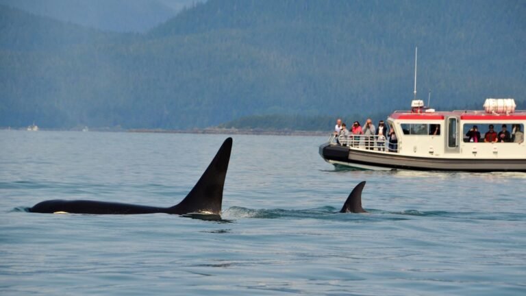 Interacciones entre orcas y barcos en España: disminuyen en el sur y aumentan en el norte