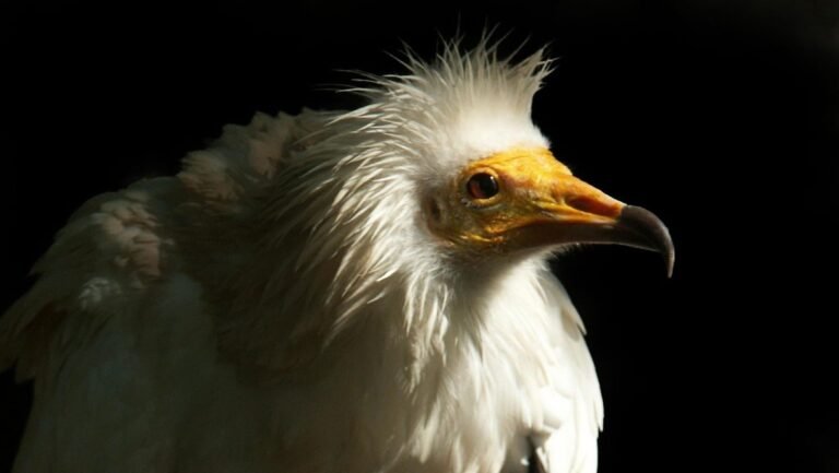 Amus promueve la conservación del alimoche en un proyecto internacional trasladando aves desde