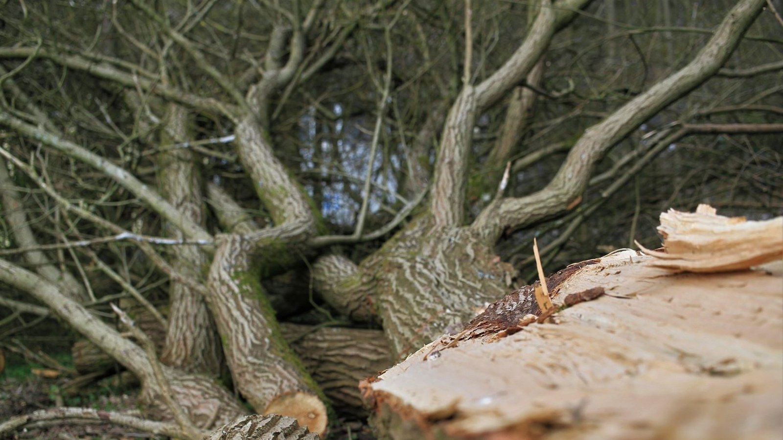 La tala de árboles en el Canal de Castilla genera preocupación por su impacto en la Red Natura
