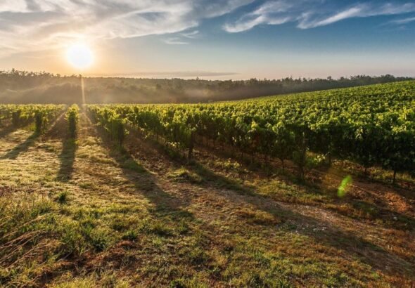 Uvas autóctonas españolas se adaptan al cambio climático y enriquecen la producción vinícola