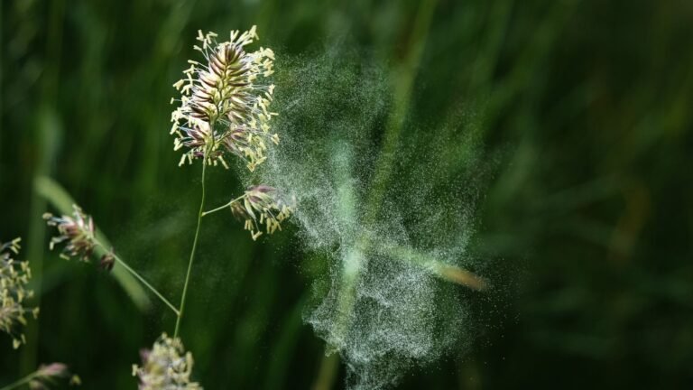España enfrenta alertas por altos niveles de polen en varias provincias, según la SEAIC