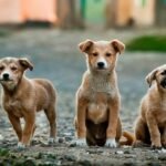 El Día Internacional de los Animales Callejeros 2026: promoviendo la adopción y el bienestar en