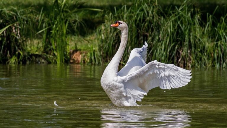 Denuncian la caza ilegal de aves protegidas en un espacio Natura 2000 entre Bélgica y Francia