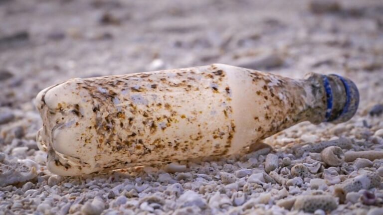 Los microorganismos descomponen plásticos gracias a genes hallados en más del 95% de las especies