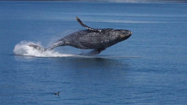 Ballenas detienen proyecto de gas en el Golfo de California tras una histórica orden judicial