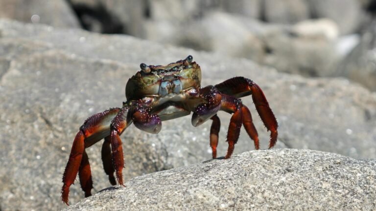 Preocupación entre biólogos por la situación del cangrejo rojo en Castilla y León