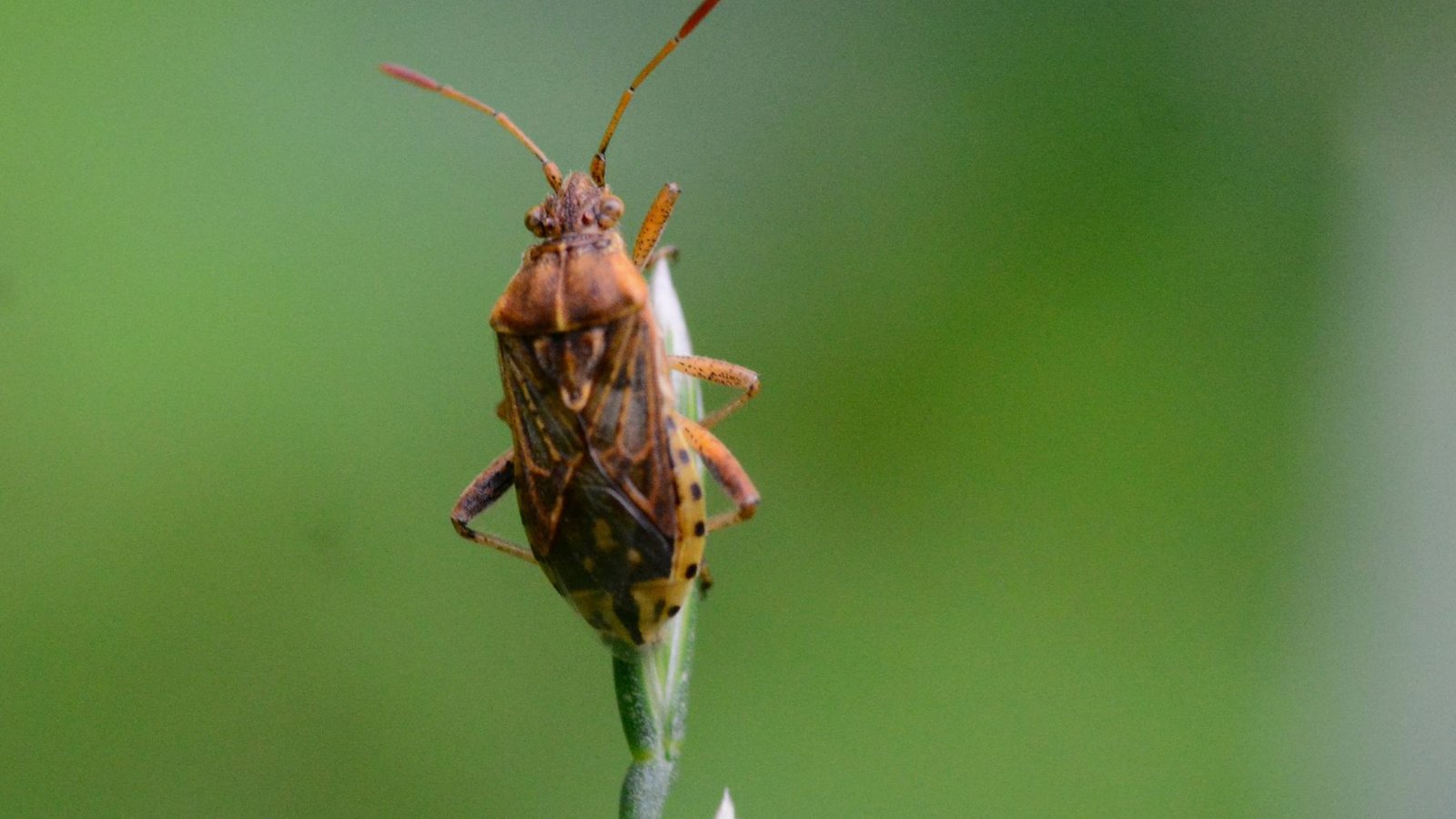 Los especialistas en jardinería advierten y sugieren eliminar estas plantas por atraer chinches