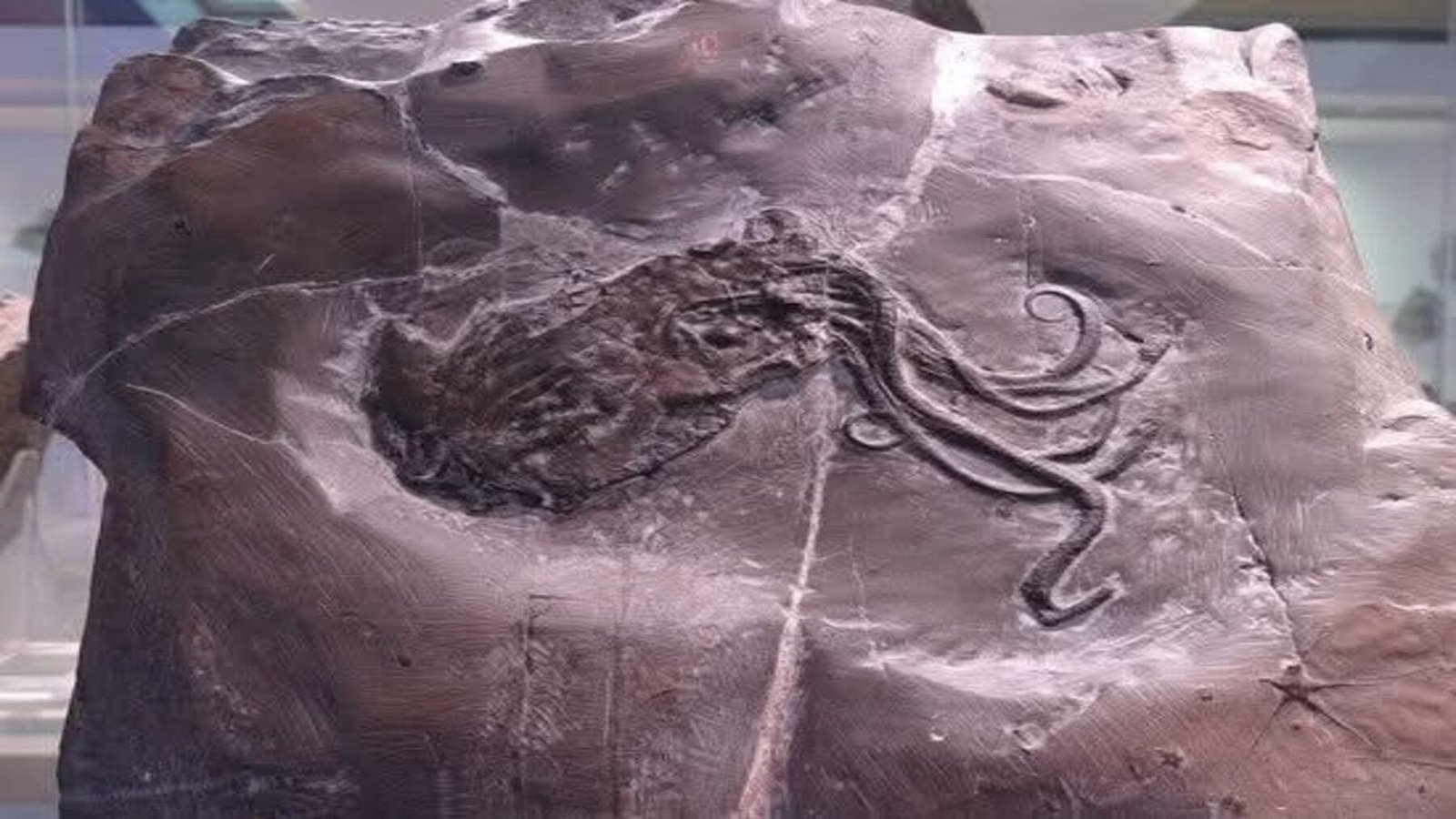 El fósil considerado un pulpo antiguo es en realidad un nautilo de hace 300 millones de años