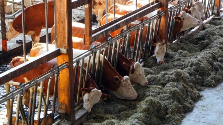 La mayoría de las afirmaciones ambientales de las grandes empresas cárnicas y lácteas son