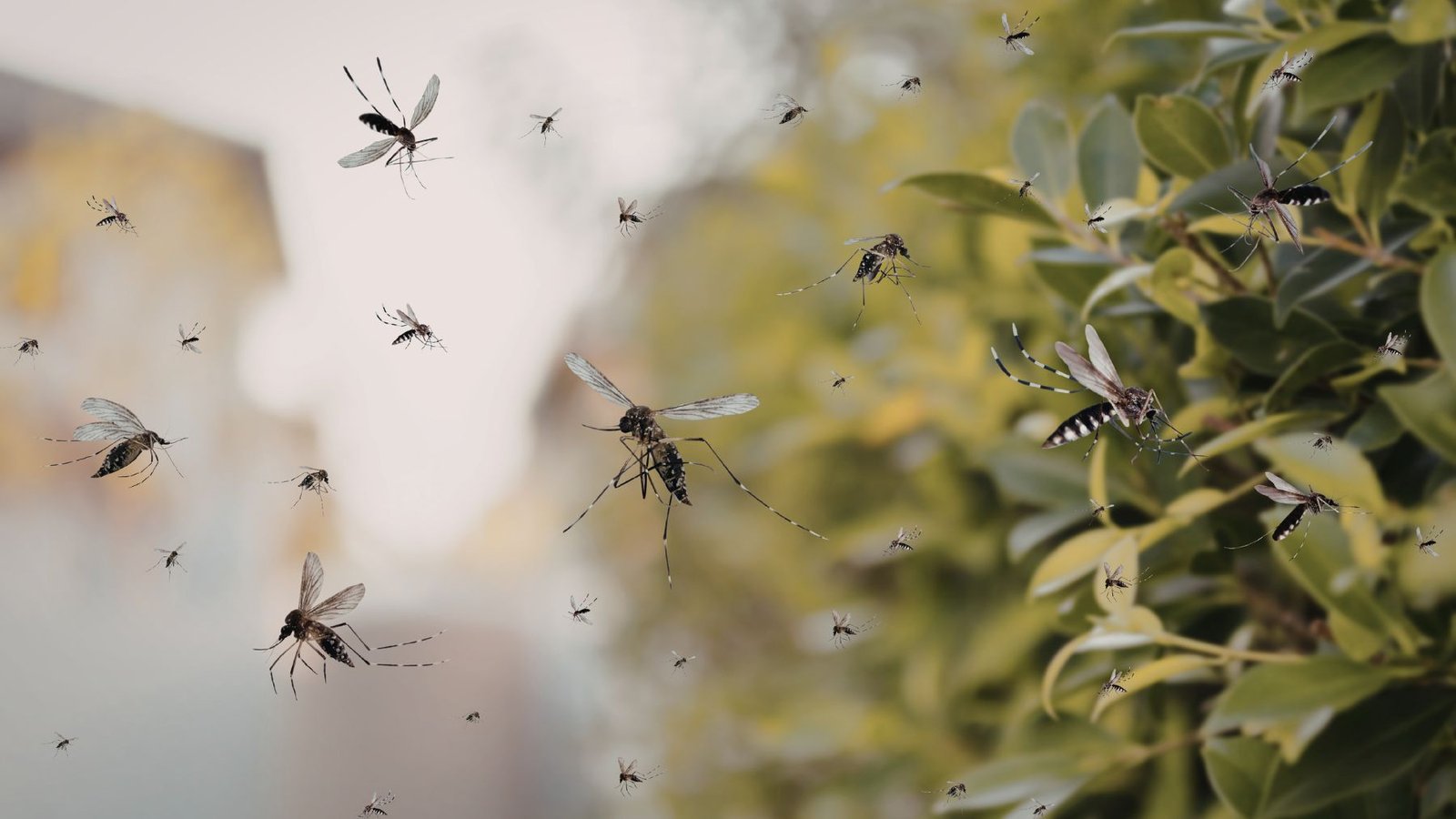 Alarma en Nueva York: desde el 11 de abril se reporta una invasión de mosquitos. Cierren ventanas