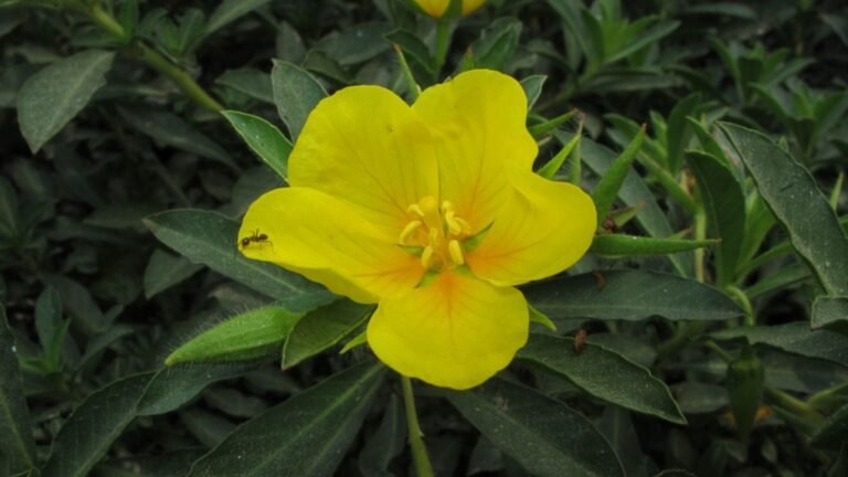 Una flor acuática parece inofensiva, pero amenaza un valioso ecosistema en Madrid.