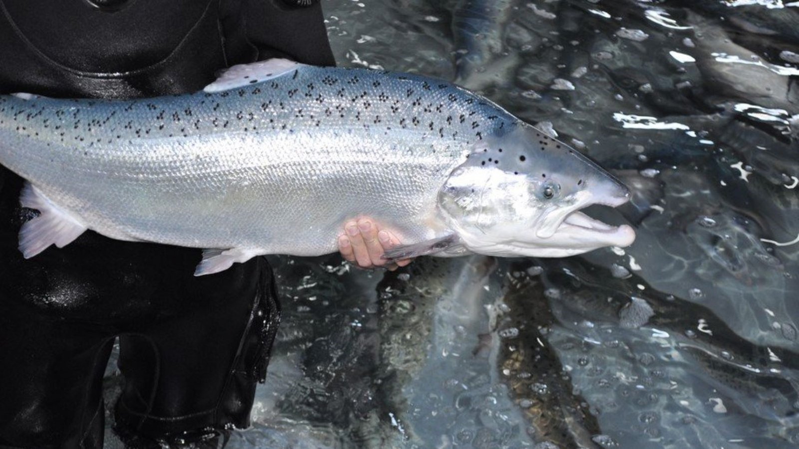Salmón atlántico en riesgo en Galicia: ecologistas piden medidas de protección inmediatas
