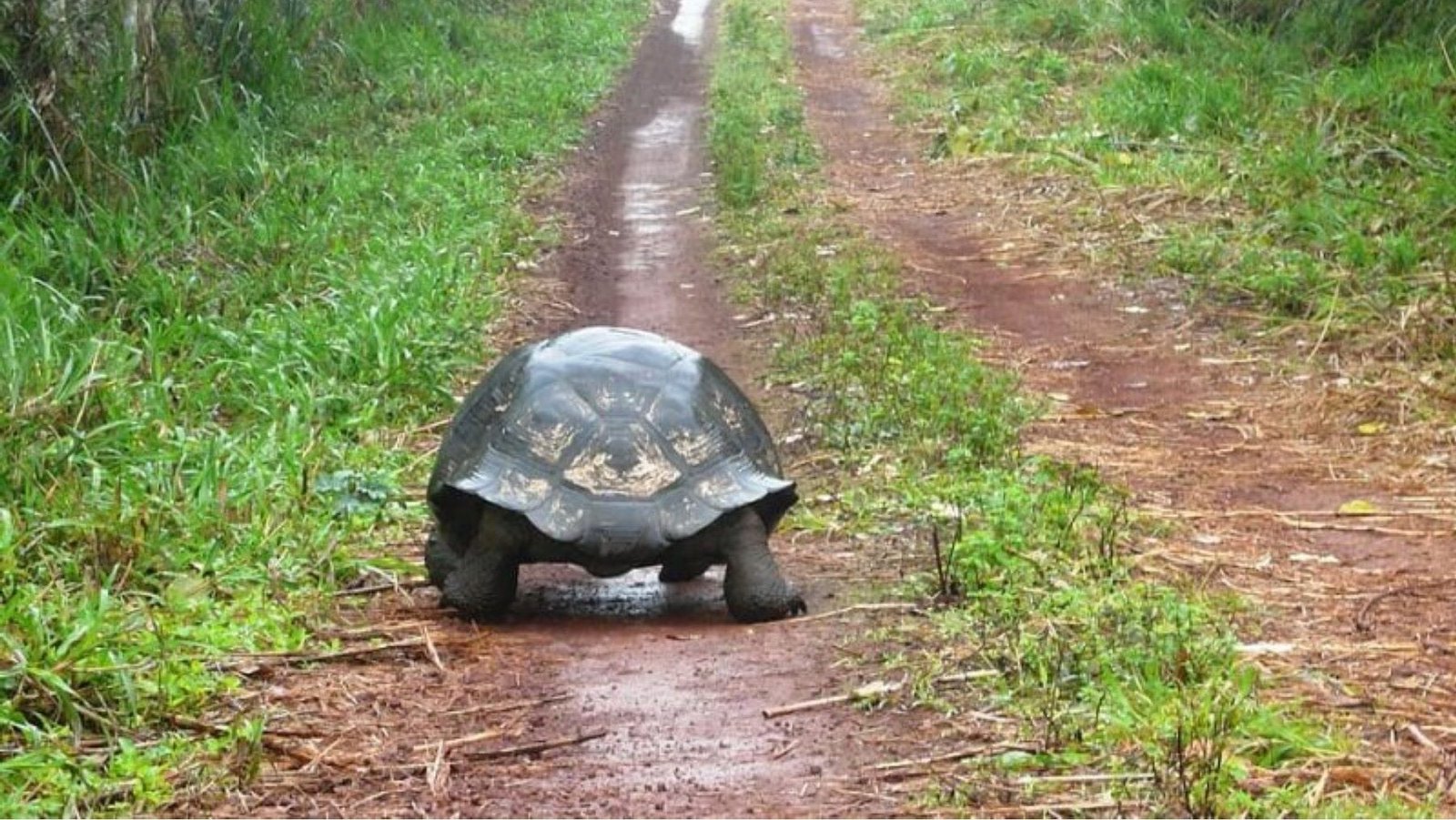 Las tortugas gigantes recuperan ecosistemas en Seychelles en solo seis meses tras su reintroducción