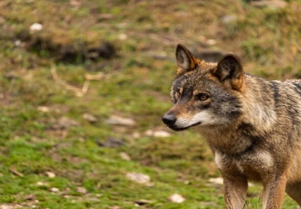 Un estudio advierte que la población de lobos en el norte del Sistema Ibérico podría estar